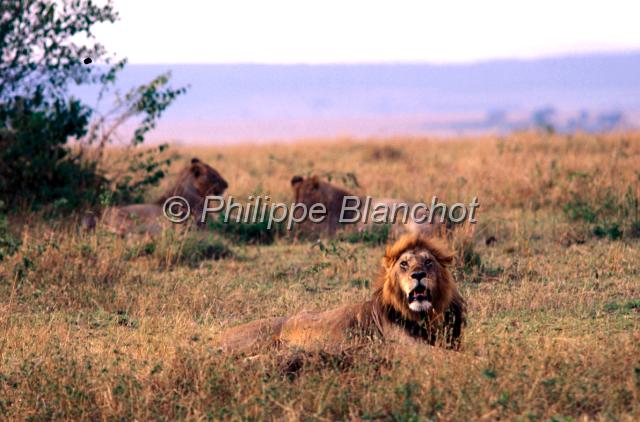 kenya 39.JPG - Lion et lionnes au coucher du soleilPanthera leoRéserve de Masai MaraMasai Mara National ReserveKenya